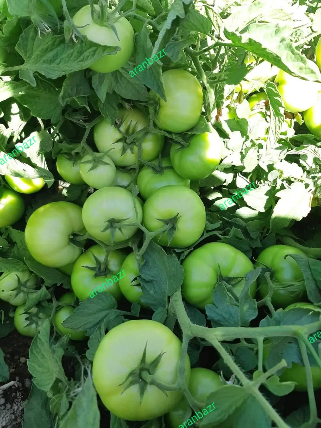 پربارترین بذر گوجه رنجر - تصویر 4