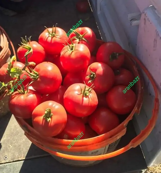 بهترین بذر گوجه کارنیم - تصویر 8