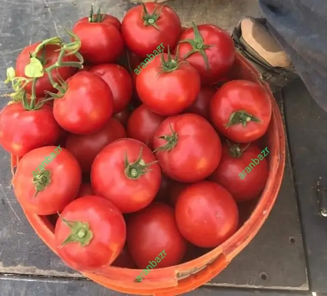 بهترین بذر گوجه کارنیم - تصویر 7