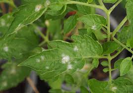 سفیدک پودری و شانکر گوجه فرنگی