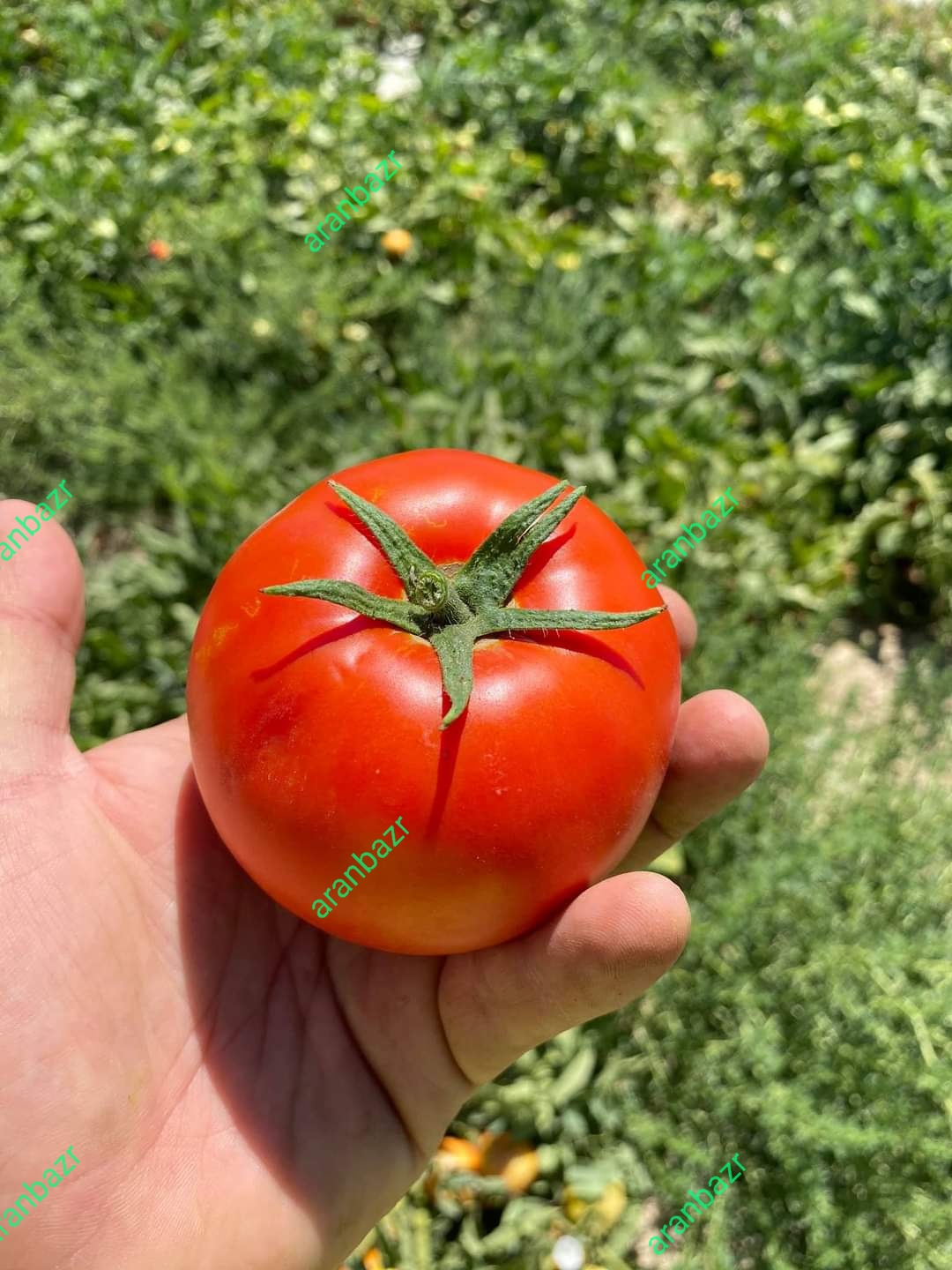 بهترین بذر گوجه کارنیم