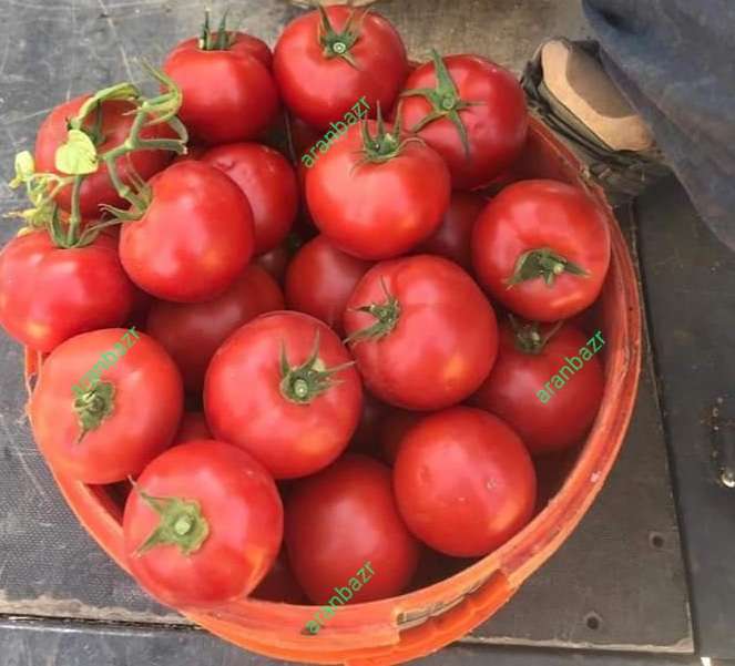 بهترین بذر گوجه کارنیم