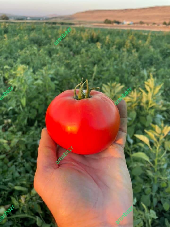 بهترین بذر گوجه کارنیم