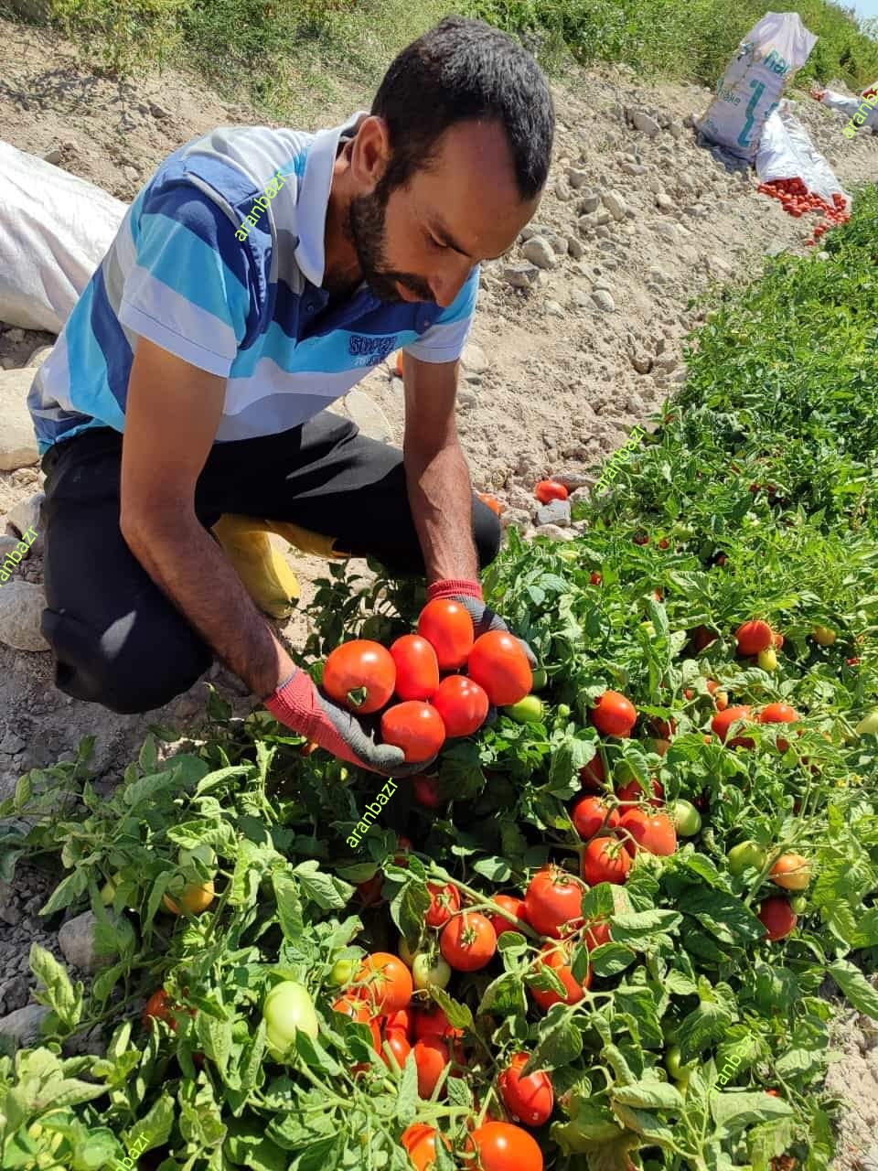 بذر گوجه کرال