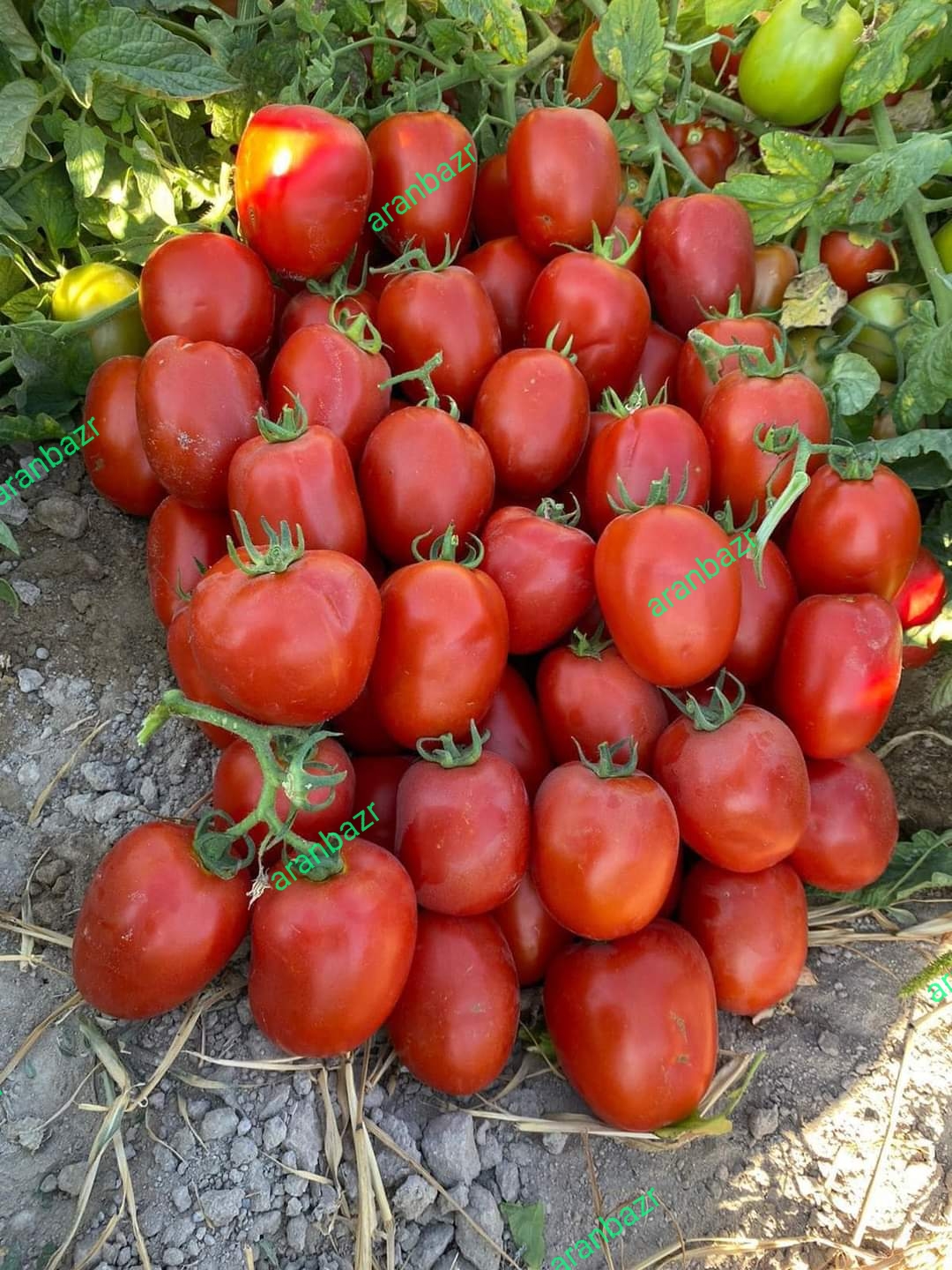 بذر گوجه پارسان