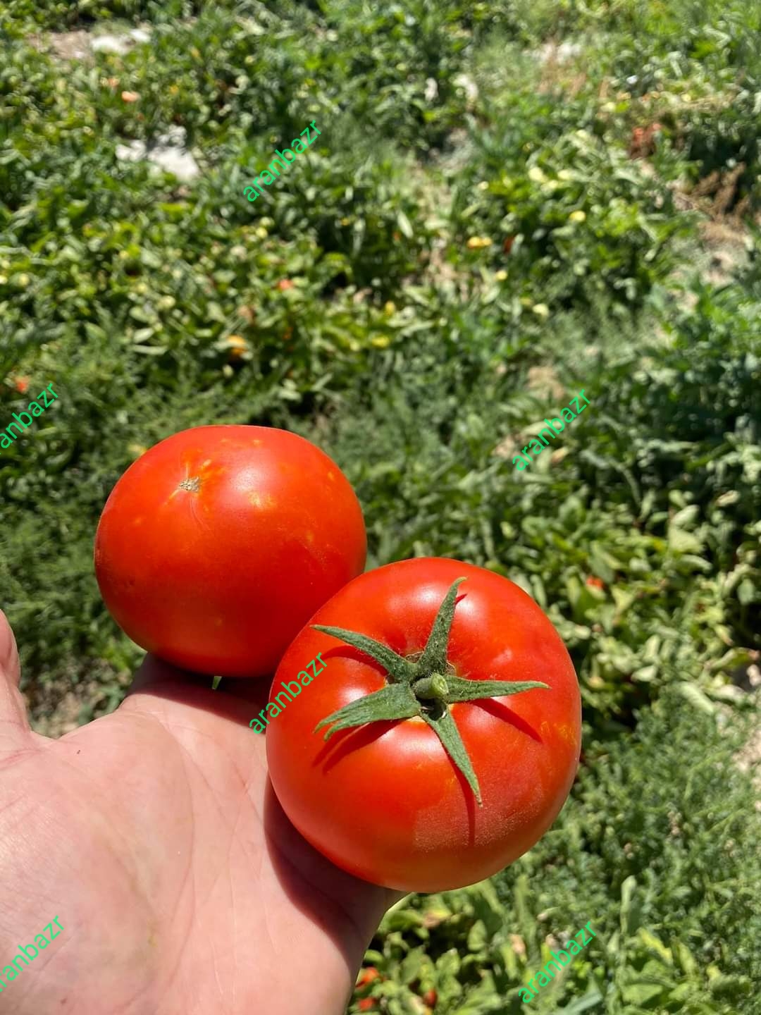 بهترین بذر گوجه کارنیم