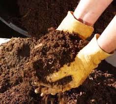 مزایای کود گاوی یا گوسفندی