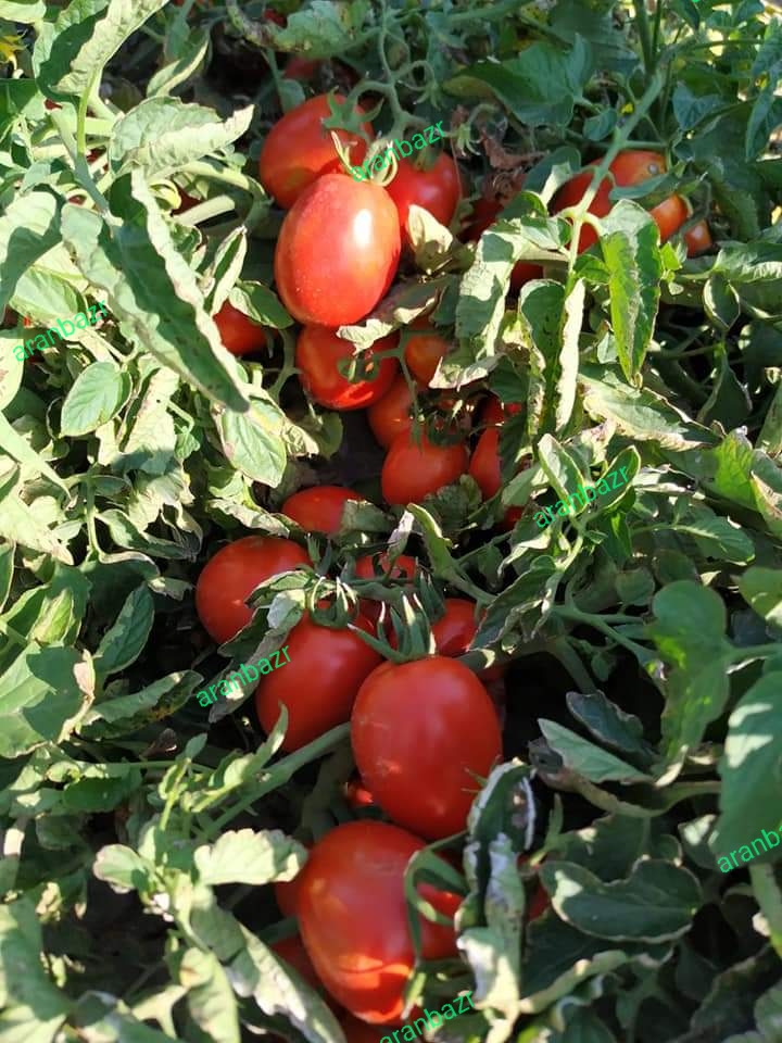 بذر گوجه فرنگی الا