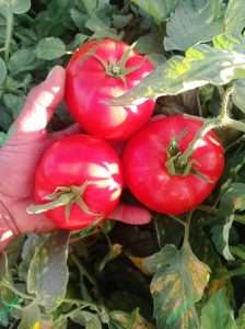 کیفیت بذر گوجه خوب