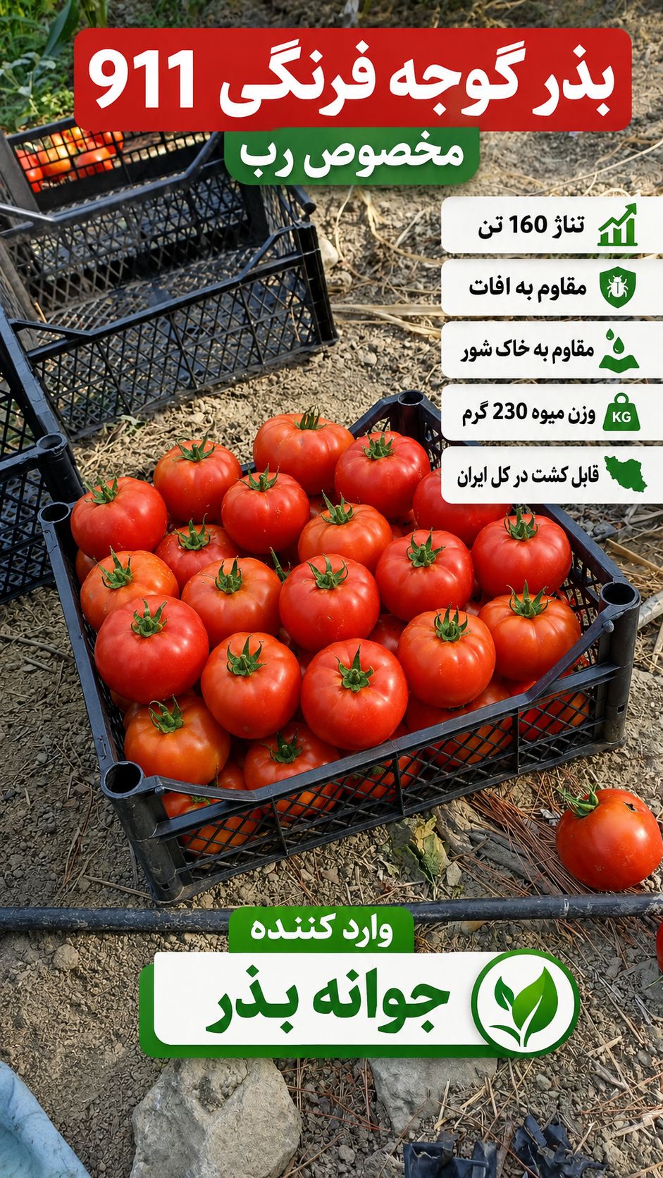 بذر گوجه کا ۹۱۱ زودرس