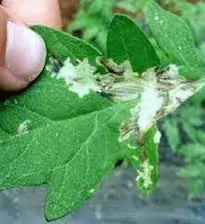 شب‌ پره مینوز گوجه‌ فرنگی