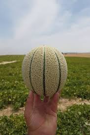 بذر طالبی ایوانا