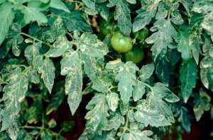 مگس مینوز گوجه‌ فرنگی