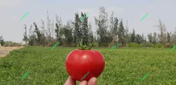 بذر گوجه زودرس ۰۷۴