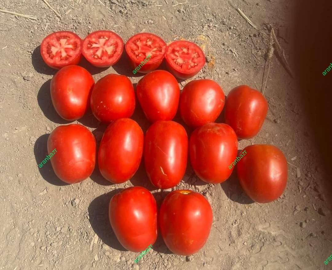 بذر گوجه زودرس چلیک