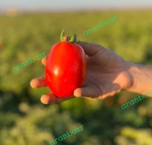 محبوبیت بذر گوجه تیفال