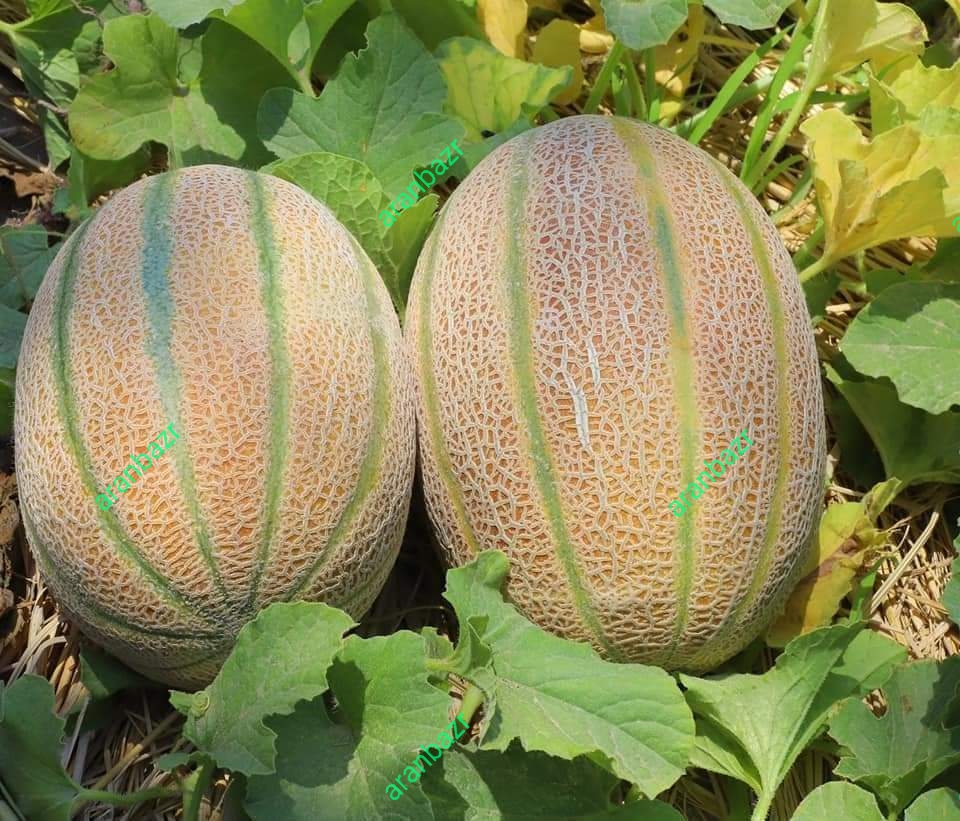 بذر طالبی جانان