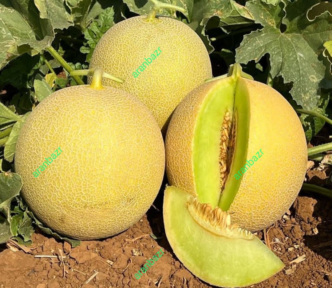 بذر خربزه گالیا