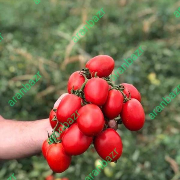 بذر گوجه چیکو