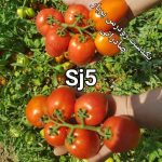 بذر گوجه فرنگی اس جی 5