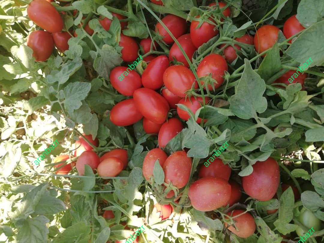 بذر گوجه پربار روکینا