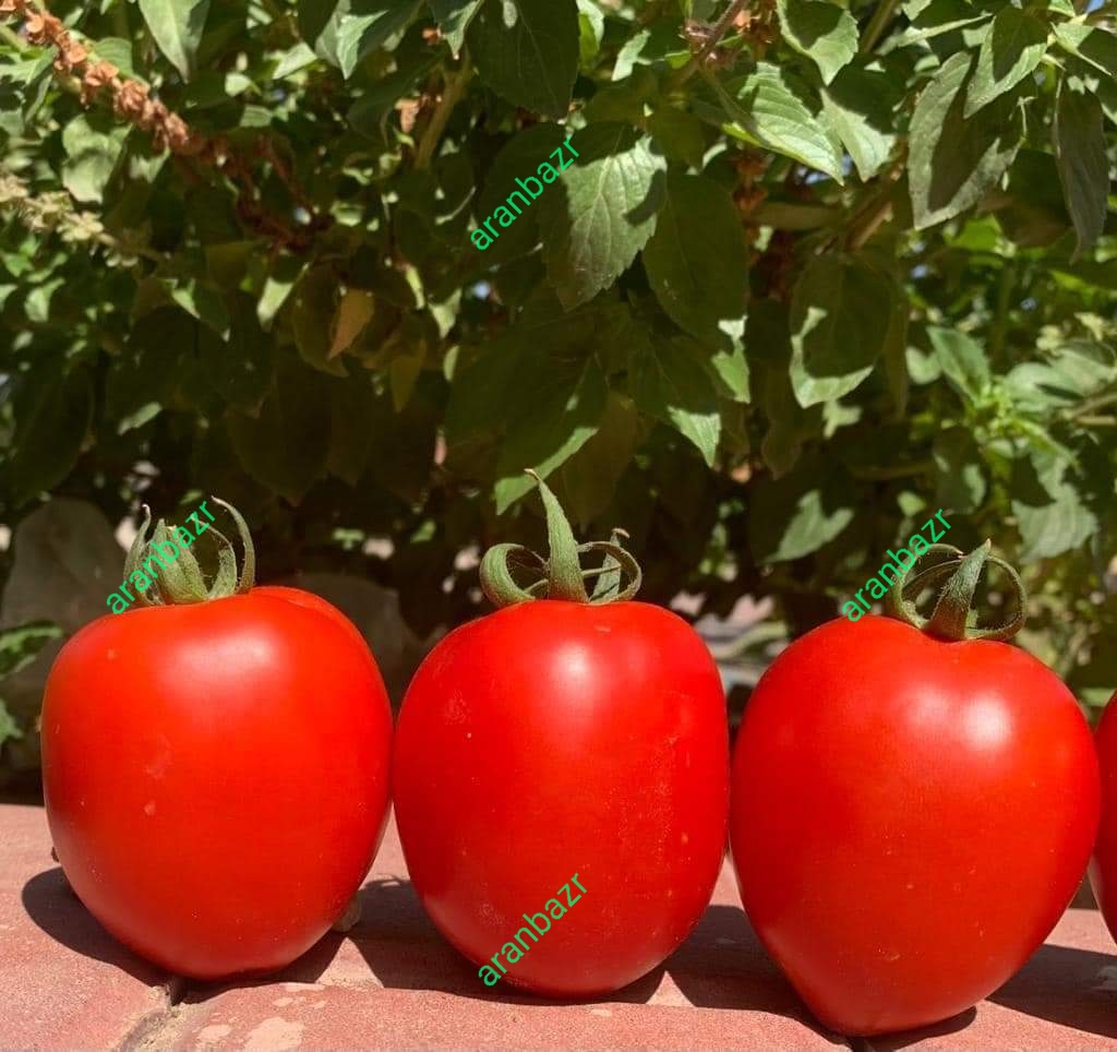 بذر گوجه پربار روکینا