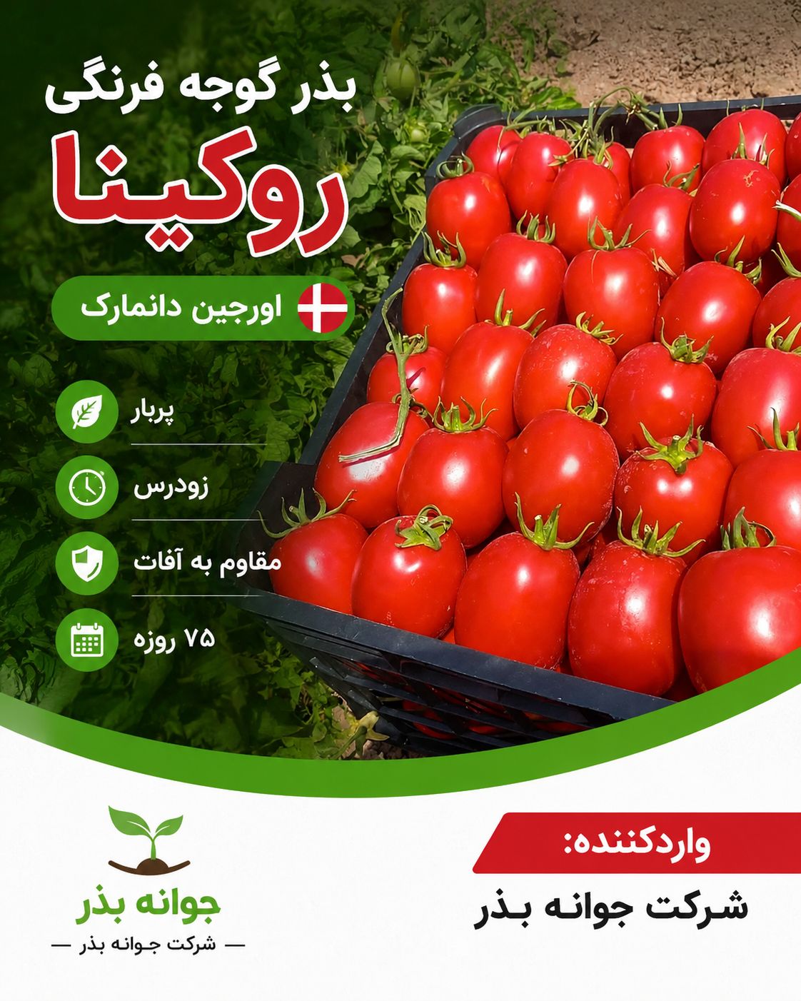 بذر گوجه پربار روکینا