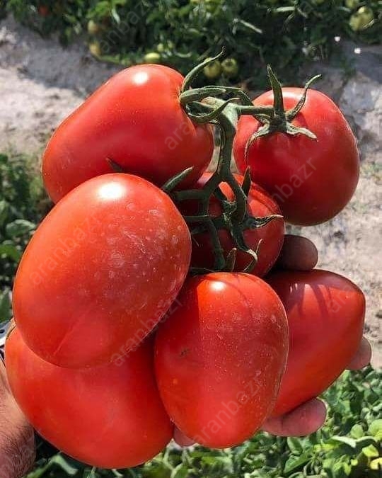 بذر گوجه اس جی 5