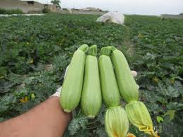 بذر کدو تک گل