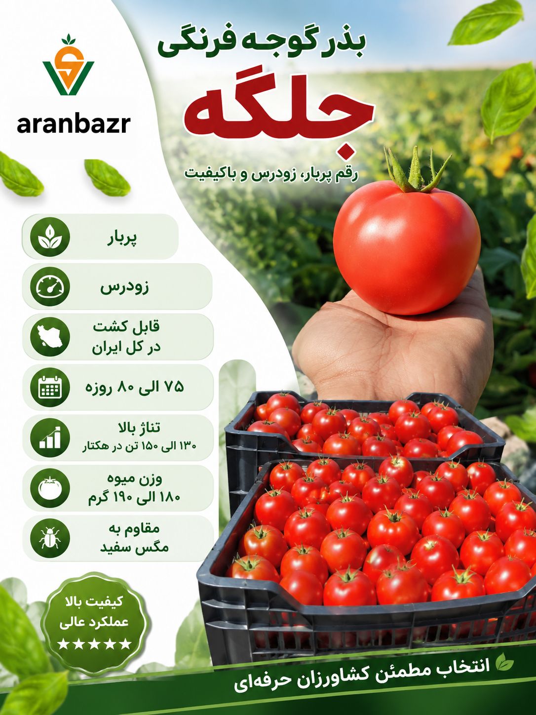 بذر گوجه فرنگی جلگه
