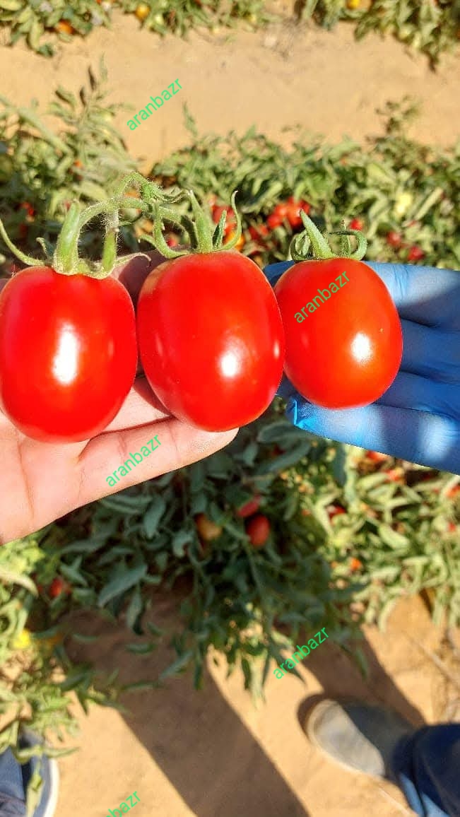بذر گوجه فرنگی ویوا