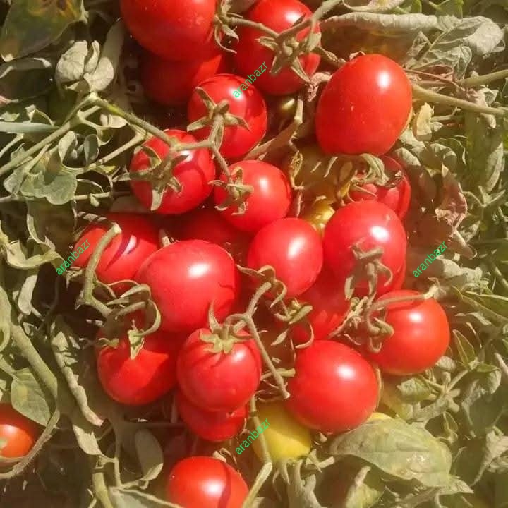 بذر گوجه فرنگی ویوا