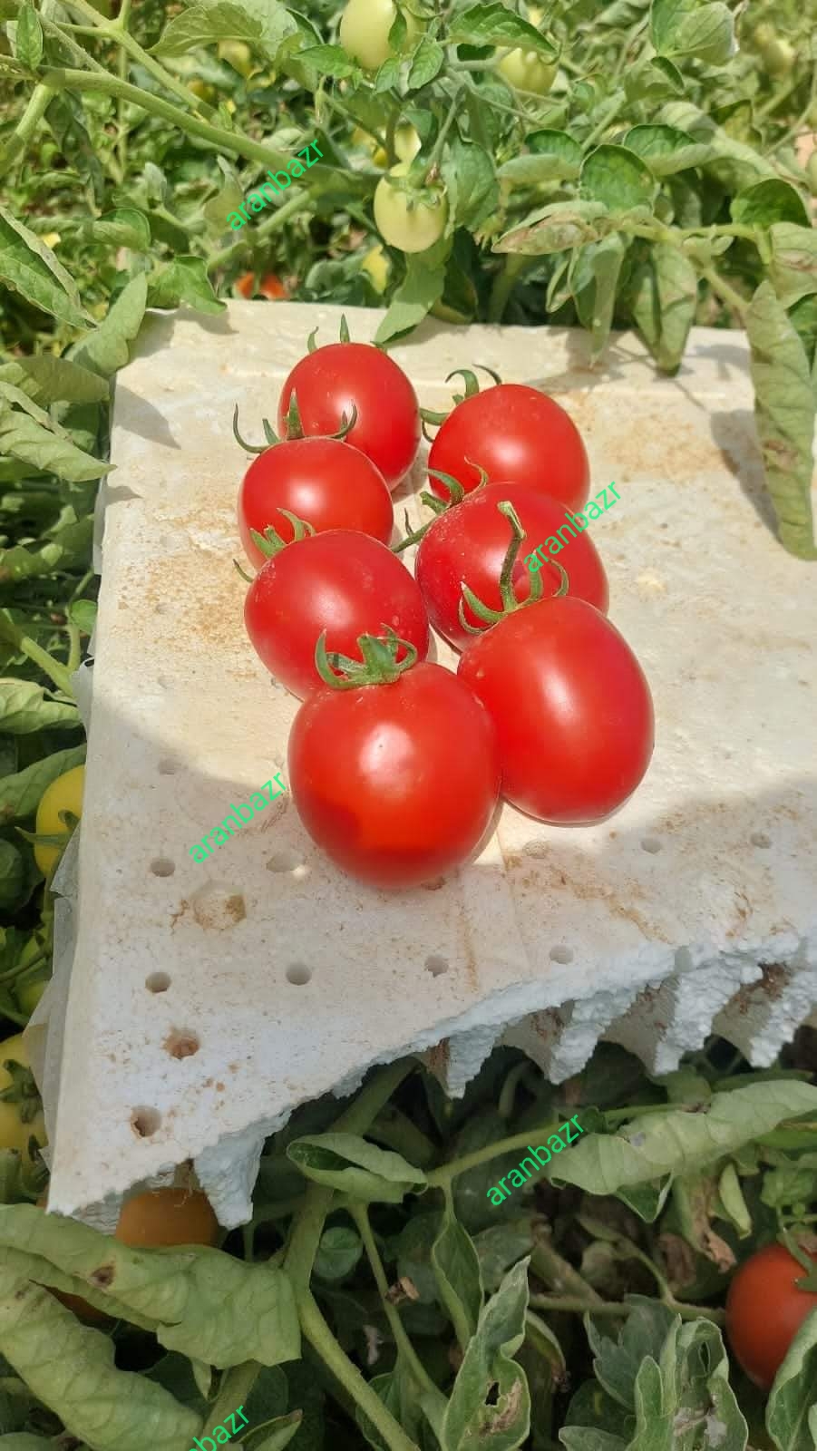 بذر گوجه فرنگی ویوا