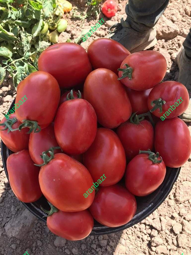 بذر گوجه فرنگی N6434