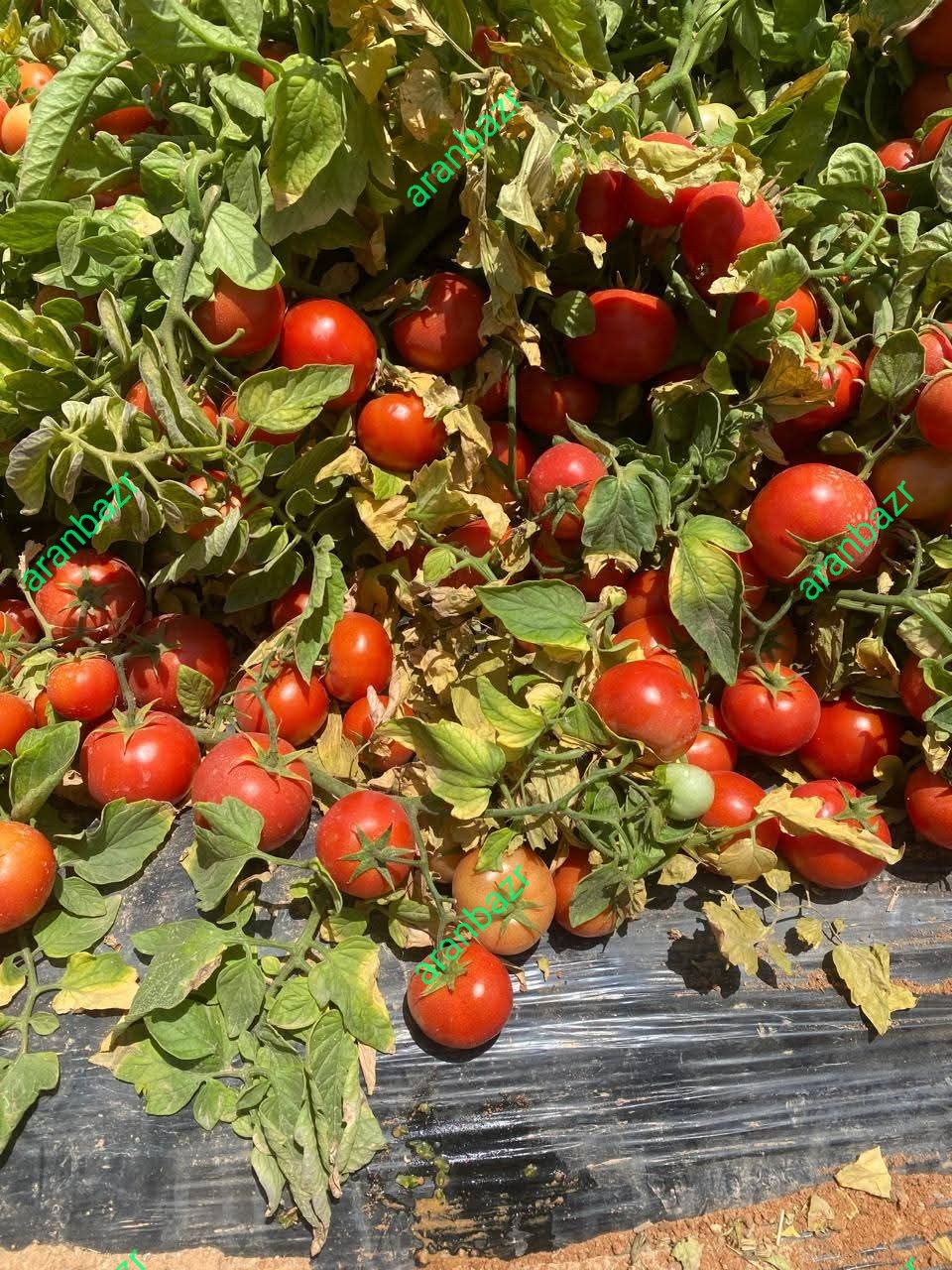 بذر گوجه فرنگی شیوا