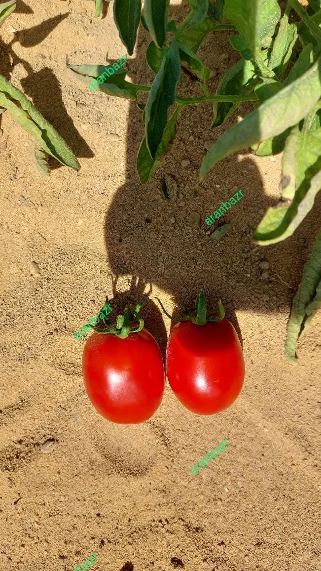 بذر گوجه فرنگی ویوا