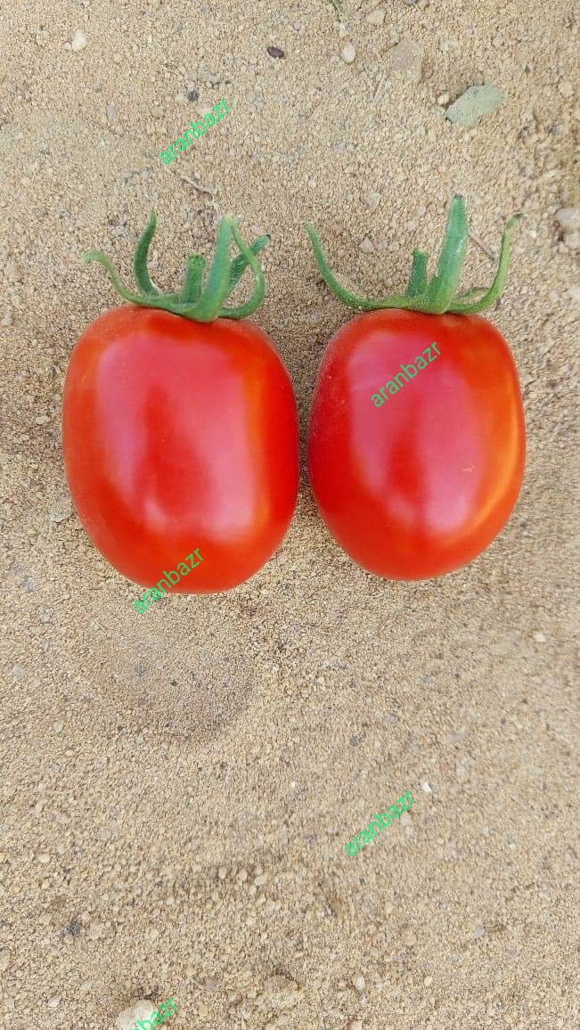 بذر گوجه فرنگی ویوا