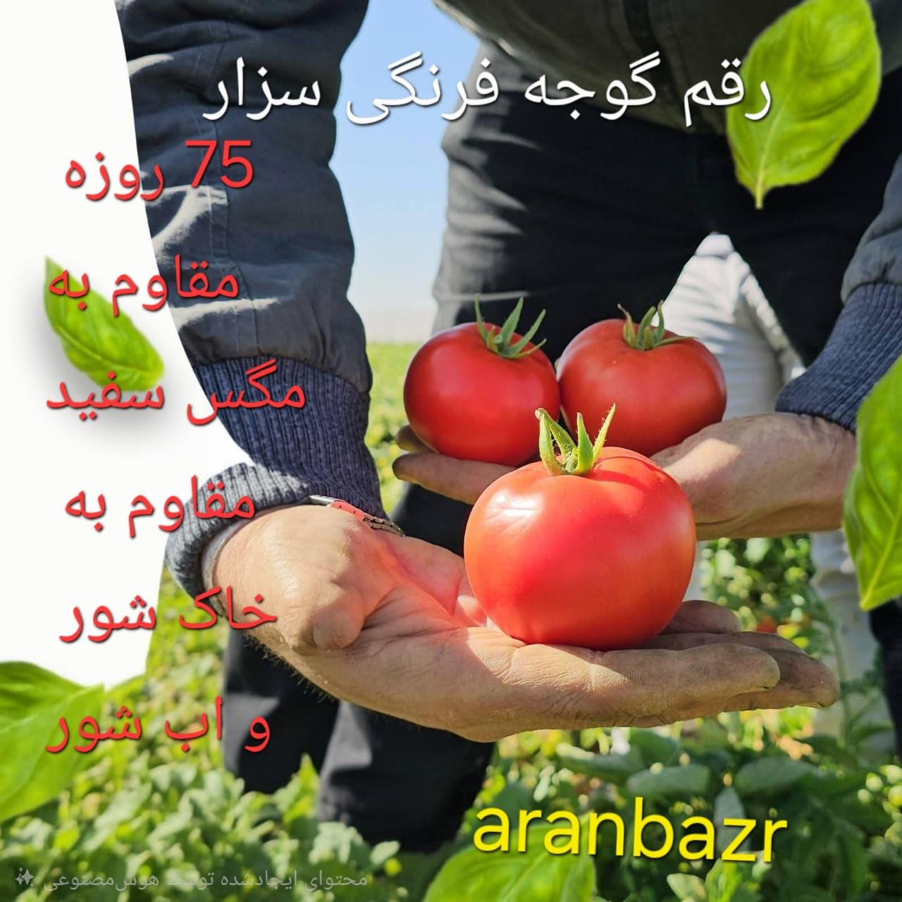 خرید بذر گوجه فرنگی با قیمت مناسب