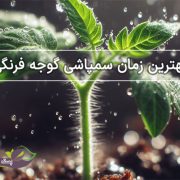 مراحل سمپاشی گوجه فرنگی