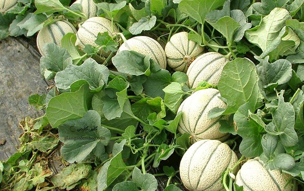 کودهای مورد نیاز برای کاشت خربزه