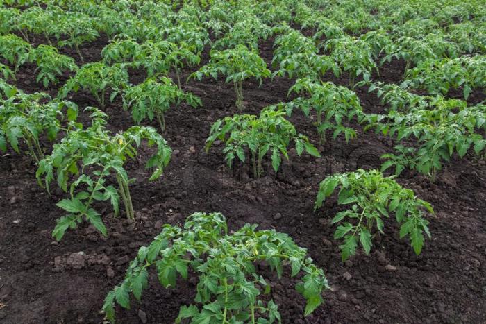 مراحل سمپاشی گوجه فرنگی