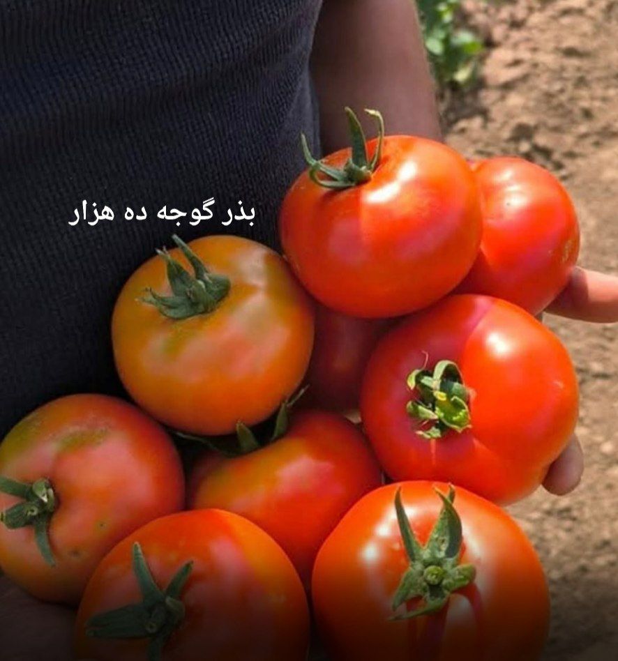 بذر گوجه فرنگی ده هزار