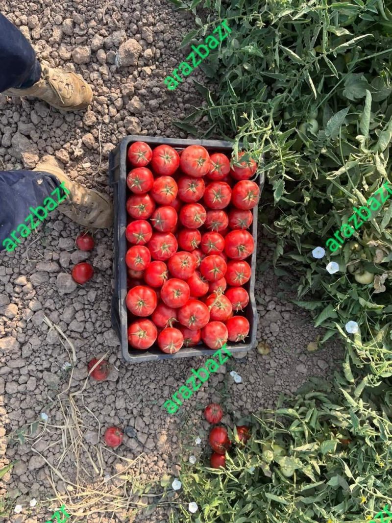بذر گوجه فرنگی 8321 - تصویر 5