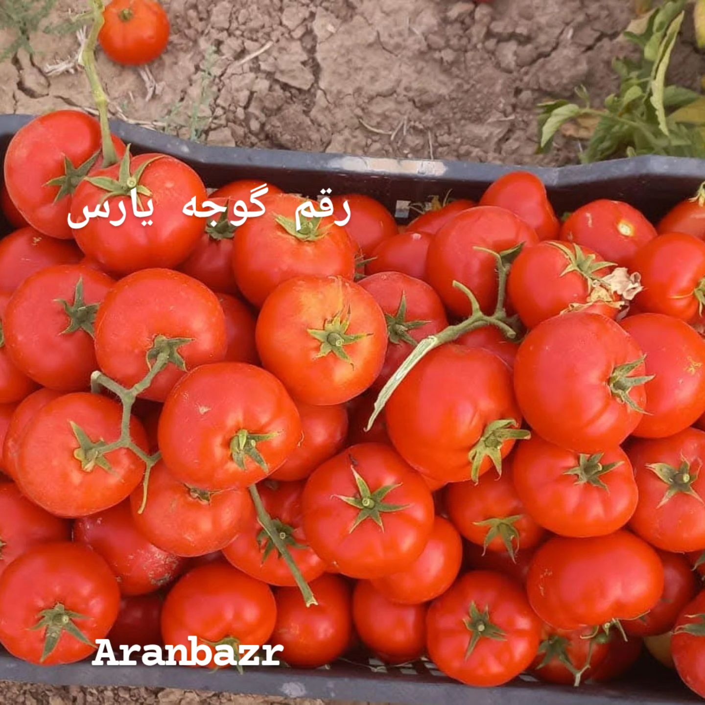 بذر گوجه یارس