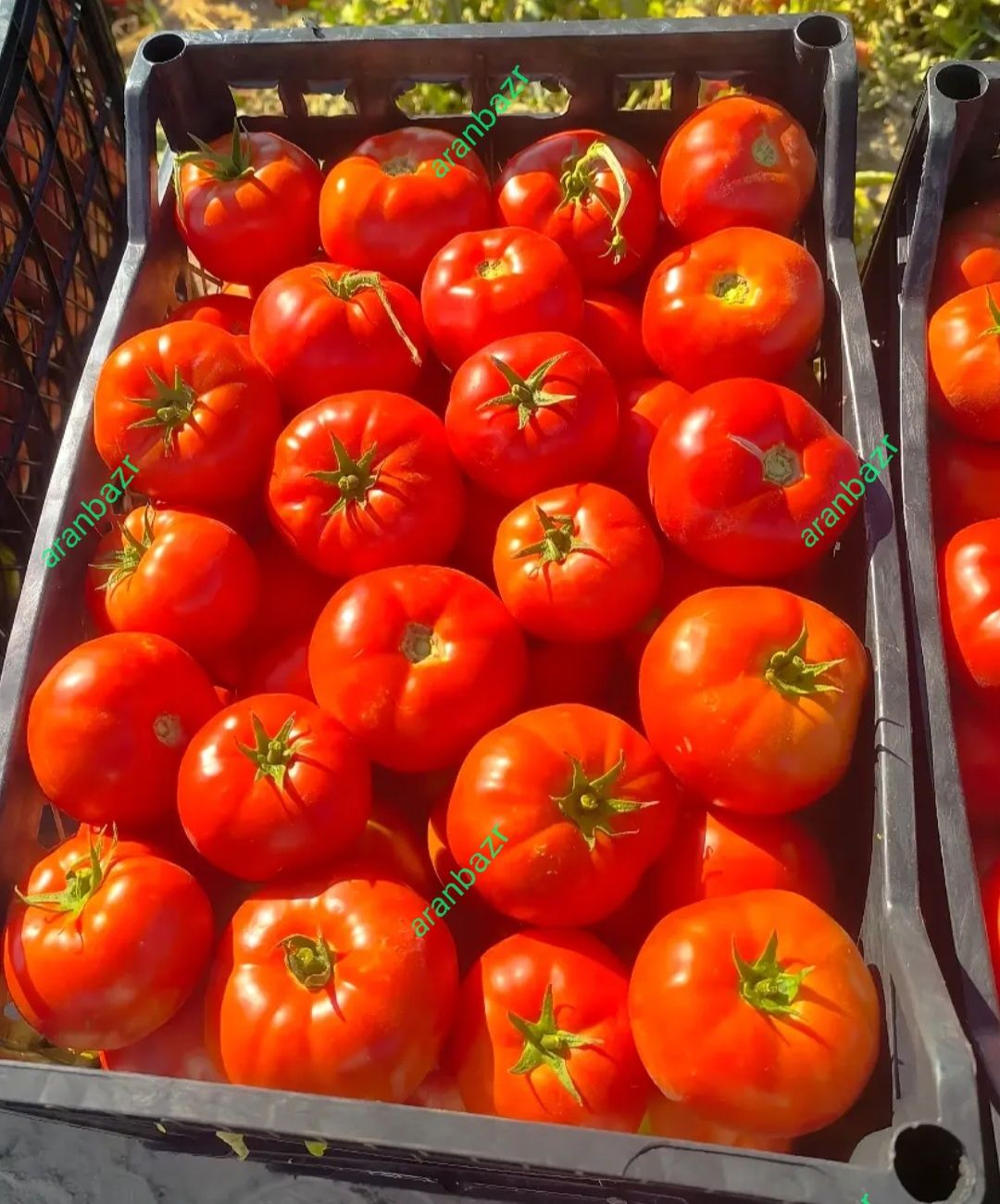 بذر گوجه فرنگی تالیسمان