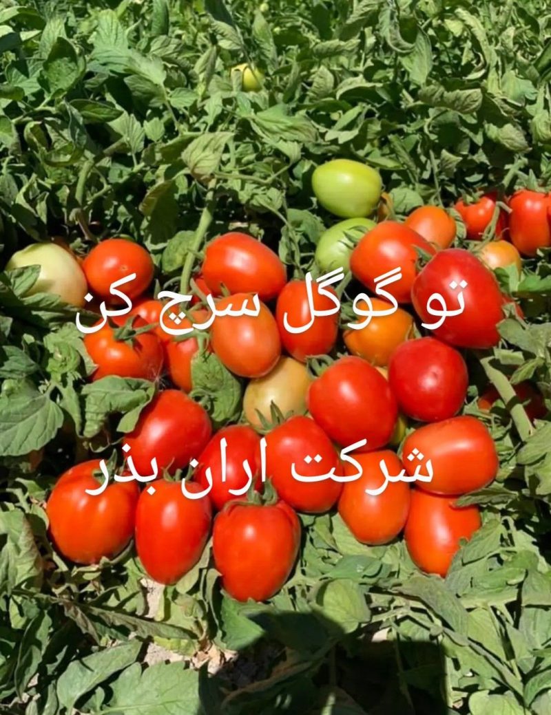 بهترین ارقام گوجه گرد - تصویر 2