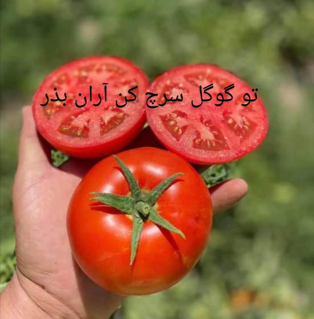 بهترین ارقام گوجه گرد