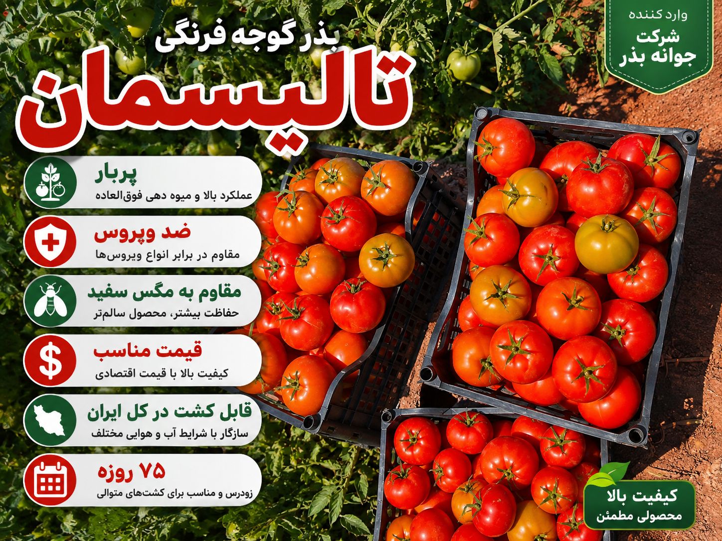 بهترین ارقام گوجه فرنگی گرد