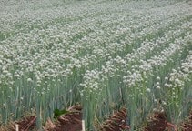 اشنایی با علف کش پیاز