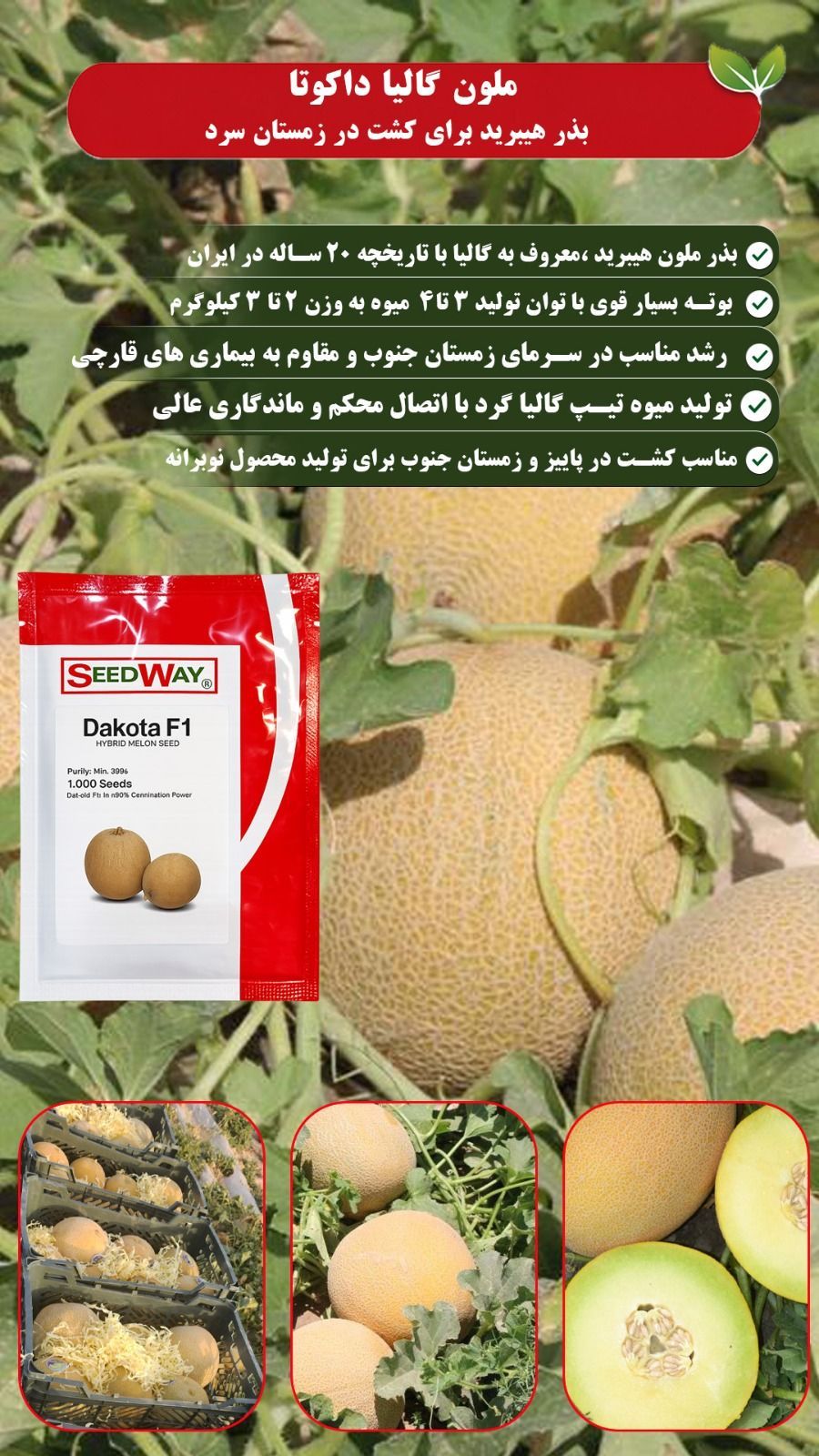 بذر ملون داکوتا